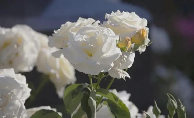 子护手霜、保湿玫瑰露……明星产品都有好价OG真人迎新年要美美的！紫熨斗眼霜、柚